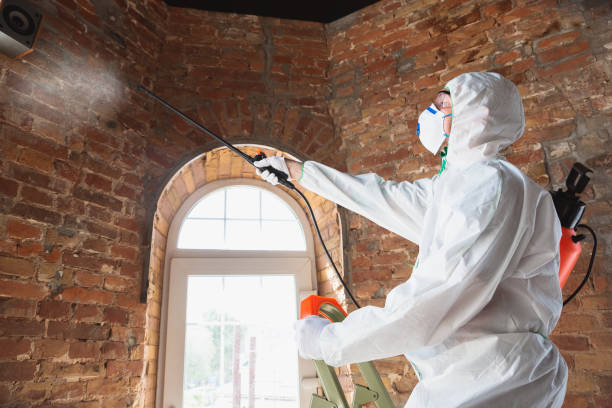 Best Mold Odor Removal Services  in USA